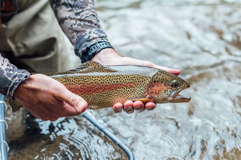 Tips to help you catch trout in West Virginia. . Wvdnr daily trout stocking